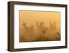 Red Deer (Cervus Elaphus) Hinds in Mist at Sunrise, Bushy Park, London, UK, October-Terry Whittaker-Framed Photographic Print