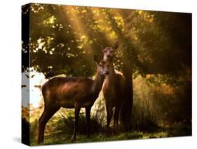 Red Deer, Cervus Elaphus, Huddle Together in the Autumn Light-Alex Saberi-Stretched Canvas