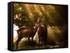 Red Deer, Cervus Elaphus, Huddle Together in the Autumn Light-Alex Saberi-Framed Stretched Canvas