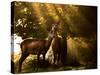 Red Deer, Cervus Elaphus, Huddle Together in the Autumn Light-Alex Saberi-Stretched Canvas