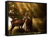 Red Deer, Cervus Elaphus, Huddle Together in the Autumn Light-Alex Saberi-Framed Stretched Canvas