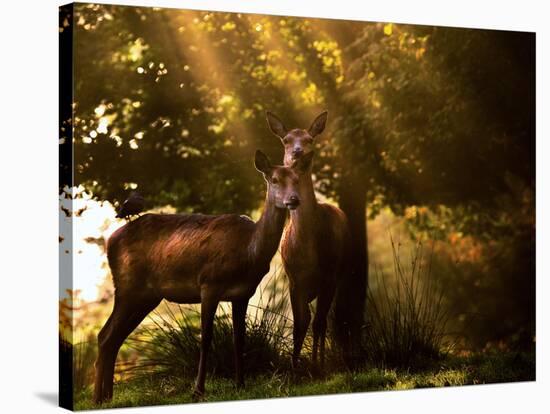 Red Deer, Cervus Elaphus, Huddle Together in the Autumn Light-Alex Saberi-Stretched Canvas
