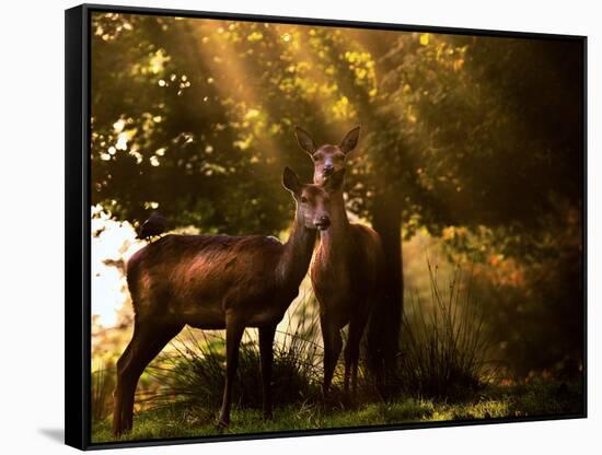 Red Deer, Cervus Elaphus, Huddle Together in the Autumn Light-Alex Saberi-Framed Stretched Canvas