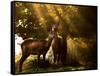 Red Deer, Cervus Elaphus, Huddle Together in the Autumn Light-Alex Saberi-Framed Stretched Canvas