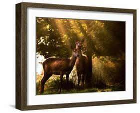 Red Deer, Cervus Elaphus, Huddle Together in the Autumn Light-Alex Saberi-Framed Photographic Print