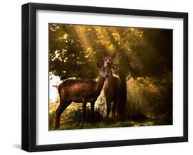 Red Deer, Cervus Elaphus, Huddle Together in the Autumn Light-Alex Saberi-Framed Photographic Print