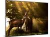 Red Deer, Cervus Elaphus, Huddle Together in the Autumn Light-Alex Saberi-Mounted Photographic Print