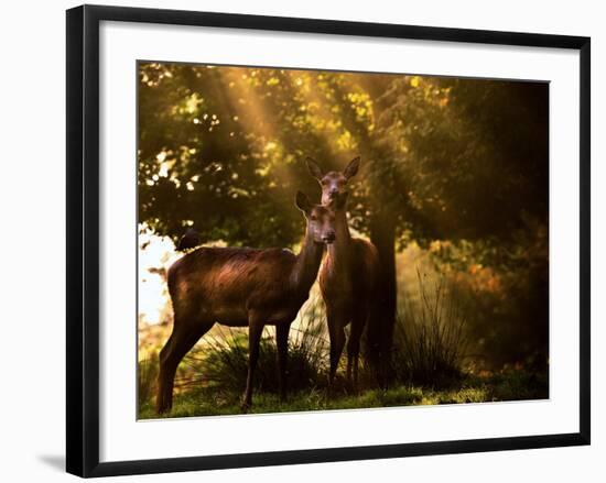 Red Deer, Cervus Elaphus, Huddle Together in the Autumn Light-Alex Saberi-Framed Photographic Print