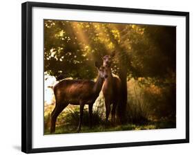 Red Deer, Cervus Elaphus, Huddle Together in the Autumn Light-Alex Saberi-Framed Photographic Print