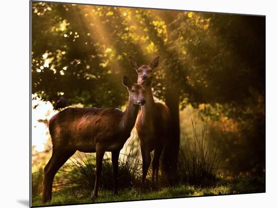 Red Deer, Cervus Elaphus, Huddle Together in the Autumn Light-Alex Saberi-Mounted Photographic Print