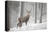 Red Deer (Cervus Elaphus) in Heavy Snowfall, Cairngorms National Park, Scotland, March 2012-Peter Cairns-Stretched Canvas