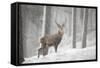 Red Deer (Cervus Elaphus) in Heavy Snowfall, Cairngorms National Park, Scotland, March 2012-Peter Cairns-Framed Stretched Canvas