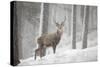 Red Deer (Cervus Elaphus) in Heavy Snowfall, Cairngorms National Park, Scotland, March 2012-Peter Cairns-Stretched Canvas