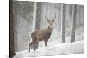 Red Deer (Cervus Elaphus) in Heavy Snowfall, Cairngorms National Park, Scotland, March 2012-Peter Cairns-Stretched Canvas