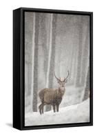 Red Deer (Cervus Elaphus) in Heavy Snowfall, Cairngorms National Park, Scotland, March 2012-Peter Cairns-Framed Stretched Canvas