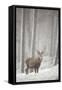 Red Deer (Cervus Elaphus) in Heavy Snowfall, Cairngorms National Park, Scotland, March 2012-Peter Cairns-Framed Stretched Canvas