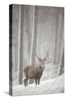 Red Deer (Cervus Elaphus) in Heavy Snowfall, Cairngorms National Park, Scotland, March 2012-Peter Cairns-Stretched Canvas