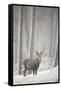 Red Deer (Cervus Elaphus) in Heavy Snowfall, Cairngorms National Park, Scotland, March 2012-Peter Cairns-Framed Stretched Canvas