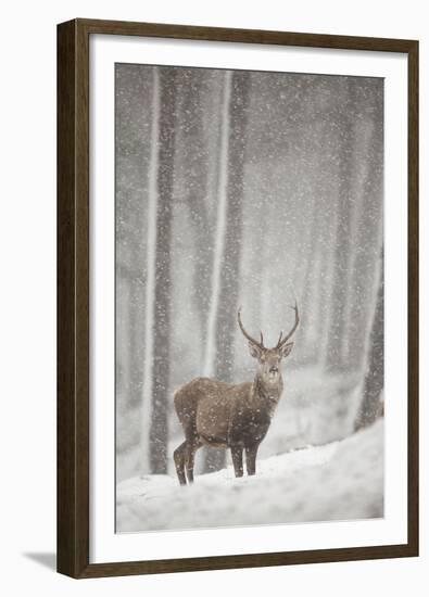 Red Deer (Cervus Elaphus) in Heavy Snowfall, Cairngorms National Park, Scotland, March 2012-Peter Cairns-Framed Premium Photographic Print
