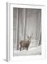 Red Deer (Cervus Elaphus) in Heavy Snowfall, Cairngorms National Park, Scotland, March 2012-Peter Cairns-Framed Premium Photographic Print