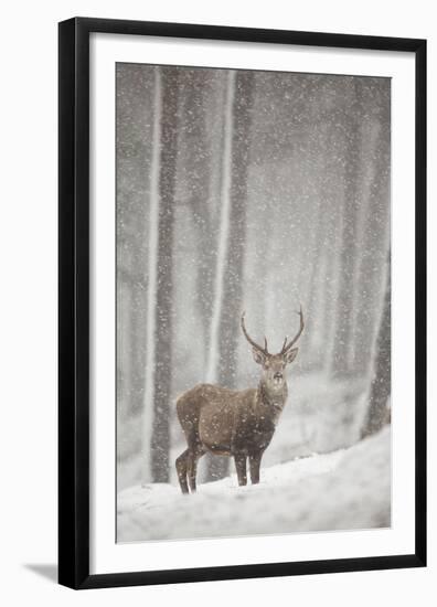 Red Deer (Cervus Elaphus) in Heavy Snowfall, Cairngorms National Park, Scotland, March 2012-Peter Cairns-Framed Premium Photographic Print