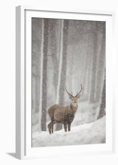 Red Deer (Cervus Elaphus) in Heavy Snowfall, Cairngorms National Park, Scotland, March 2012-Peter Cairns-Framed Premium Photographic Print