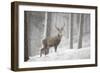 Red Deer (Cervus Elaphus) in Heavy Snowfall, Cairngorms National Park, Scotland, March 2012-Peter Cairns-Framed Photographic Print