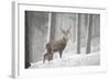 Red Deer (Cervus Elaphus) in Heavy Snowfall, Cairngorms National Park, Scotland, March 2012-Peter Cairns-Framed Photographic Print