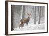 Red Deer (Cervus Elaphus) in Heavy Snowfall, Cairngorms National Park, Scotland, March 2012-Peter Cairns-Framed Photographic Print