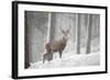Red Deer (Cervus Elaphus) in Heavy Snowfall, Cairngorms National Park, Scotland, March 2012-Peter Cairns-Framed Photographic Print