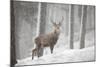 Red Deer (Cervus Elaphus) in Heavy Snowfall, Cairngorms National Park, Scotland, March 2012-Peter Cairns-Mounted Photographic Print