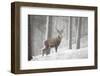 Red Deer (Cervus Elaphus) in Heavy Snowfall, Cairngorms National Park, Scotland, March 2012-Peter Cairns-Framed Photographic Print