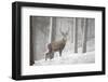 Red Deer (Cervus Elaphus) in Heavy Snowfall, Cairngorms National Park, Scotland, March 2012-Peter Cairns-Framed Photographic Print