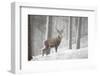 Red Deer (Cervus Elaphus) in Heavy Snowfall, Cairngorms National Park, Scotland, March 2012-Peter Cairns-Framed Photographic Print