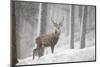 Red Deer (Cervus Elaphus) in Heavy Snowfall, Cairngorms National Park, Scotland, March 2012-Peter Cairns-Mounted Photographic Print