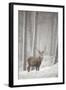 Red Deer (Cervus Elaphus) in Heavy Snowfall, Cairngorms National Park, Scotland, March 2012-Peter Cairns-Framed Photographic Print