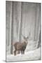 Red Deer (Cervus Elaphus) in Heavy Snowfall, Cairngorms National Park, Scotland, March 2012-Peter Cairns-Mounted Photographic Print