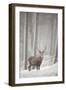 Red Deer (Cervus Elaphus) in Heavy Snowfall, Cairngorms National Park, Scotland, March 2012-Peter Cairns-Framed Photographic Print