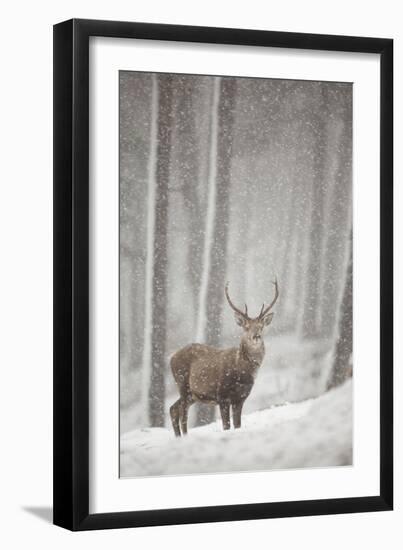 Red Deer (Cervus Elaphus) in Heavy Snowfall, Cairngorms National Park, Scotland, March 2012-Peter Cairns-Framed Photographic Print