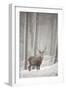 Red Deer (Cervus Elaphus) in Heavy Snowfall, Cairngorms National Park, Scotland, March 2012-Peter Cairns-Framed Photographic Print