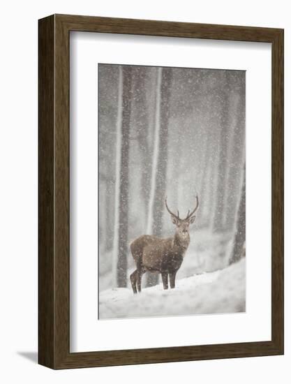 Red Deer (Cervus Elaphus) in Heavy Snowfall, Cairngorms National Park, Scotland, March 2012-Peter Cairns-Framed Photographic Print