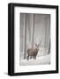 Red Deer (Cervus Elaphus) in Heavy Snowfall, Cairngorms National Park, Scotland, March 2012-Peter Cairns-Framed Photographic Print