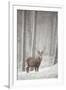 Red Deer (Cervus Elaphus) in Heavy Snowfall, Cairngorms National Park, Scotland, March 2012-Peter Cairns-Framed Photographic Print