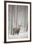 Red Deer (Cervus Elaphus) in Heavy Snowfall, Cairngorms National Park, Scotland, March 2012-Peter Cairns-Framed Photographic Print