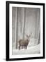 Red Deer (Cervus Elaphus) in Heavy Snowfall, Cairngorms National Park, Scotland, March 2012-Peter Cairns-Framed Photographic Print