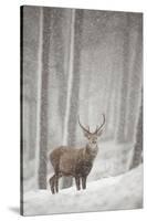 Red Deer (Cervus Elaphus) in Heavy Snowfall, Cairngorms National Park, Scotland, March 2012-Peter Cairns-Stretched Canvas