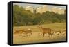 Red Deer (Cervus Elaphus) in Richmond Park with Roehampton Flats in Background, London, England, UK-Terry Whittaker-Framed Stretched Canvas