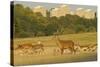 Red Deer (Cervus Elaphus) in Richmond Park with Roehampton Flats in Background, London, England, UK-Terry Whittaker-Stretched Canvas