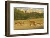 Red Deer (Cervus Elaphus) in Richmond Park with Roehampton Flats in Background, London, England, UK-Terry Whittaker-Framed Photographic Print