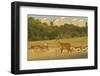 Red Deer (Cervus Elaphus) in Richmond Park with Roehampton Flats in Background, London, England, UK-Terry Whittaker-Framed Photographic Print